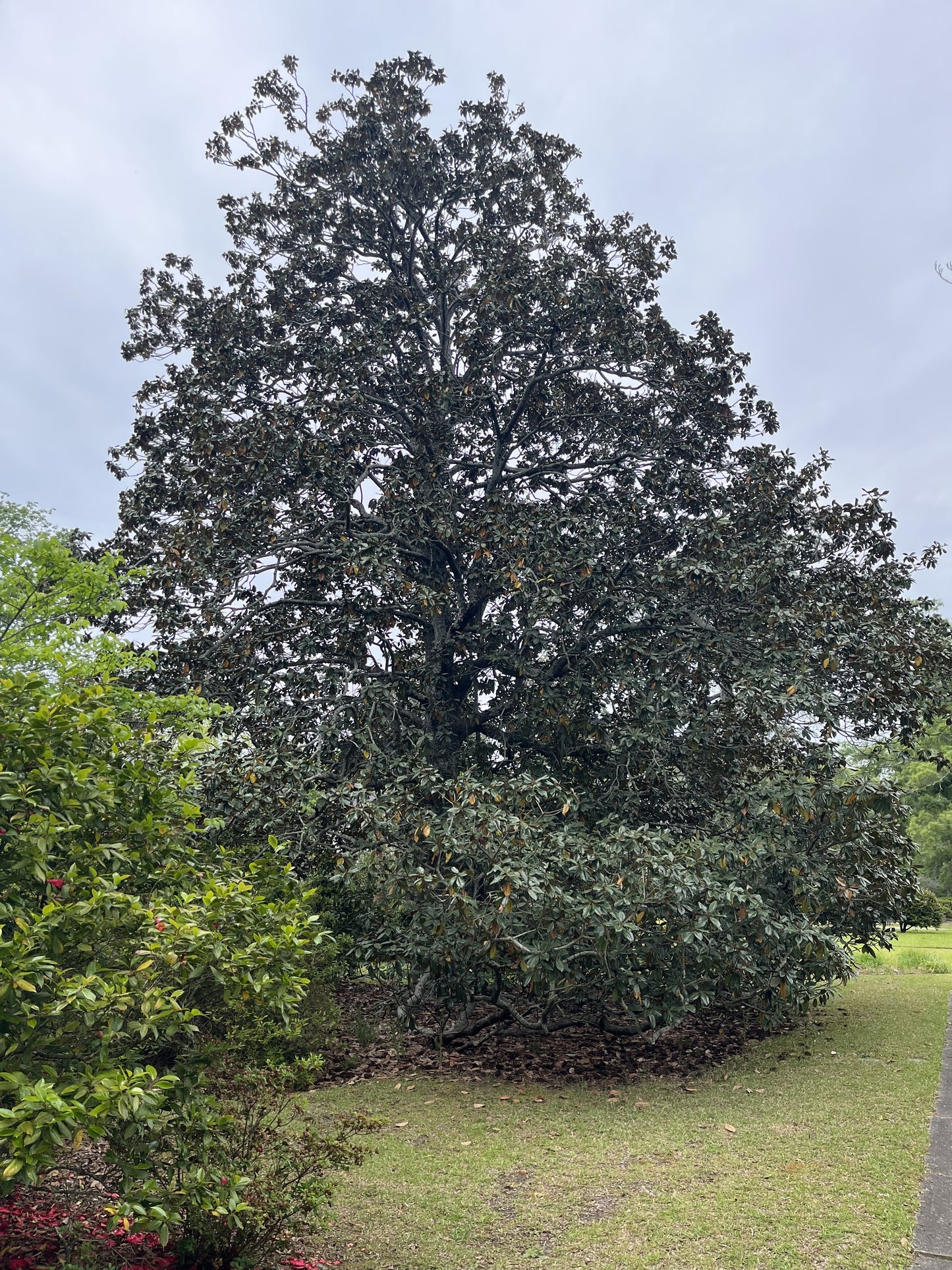 Southern Magnolia (SOLD OUT)