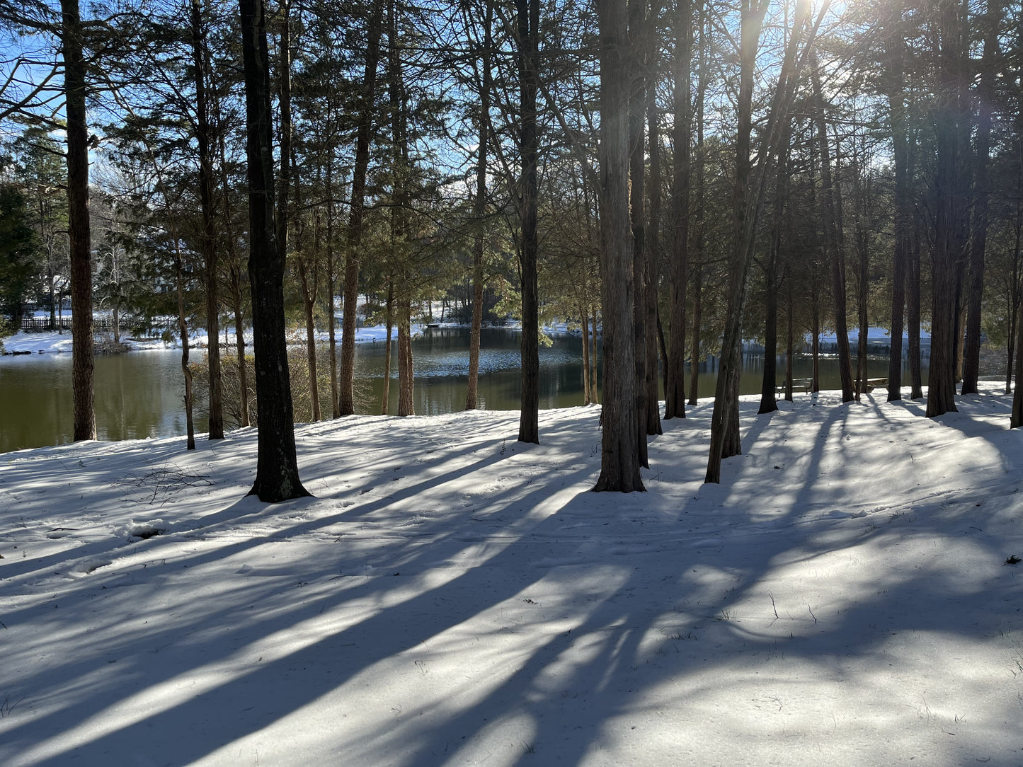 Southern Pine Shower/Bath Soap