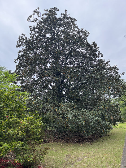 Southern Magnolia (SOLD OUT)